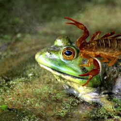 Kalajengking dan Katak